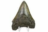 3.72" Fossil Megalodon Tooth - South Carolina - #130776-1